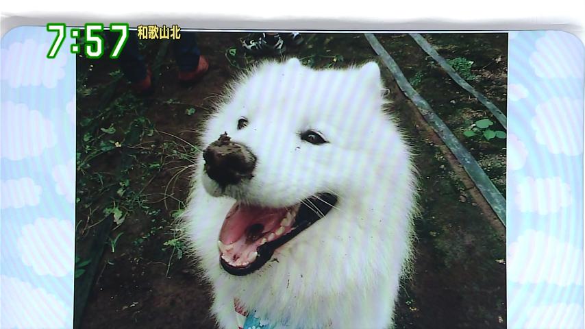 訃報 日テレ Zip 人気犬のジッペイ兄弟が死亡 飼い主が車内に犬を放置 エアコンが切れ熱中死 エンタメ速報 訃報 日テレ Zip 人気犬のジッペイ兄弟が死亡 飼い主が車内に犬を放置 エアコンが切れ熱中死 エンタメ速報