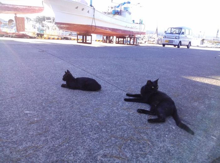 【港猫】秋田県象潟海水浴場の奥の漁港からお送りしております