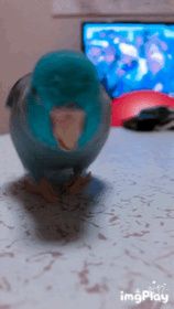 ワイのインコ見てくれや（※画像あり）