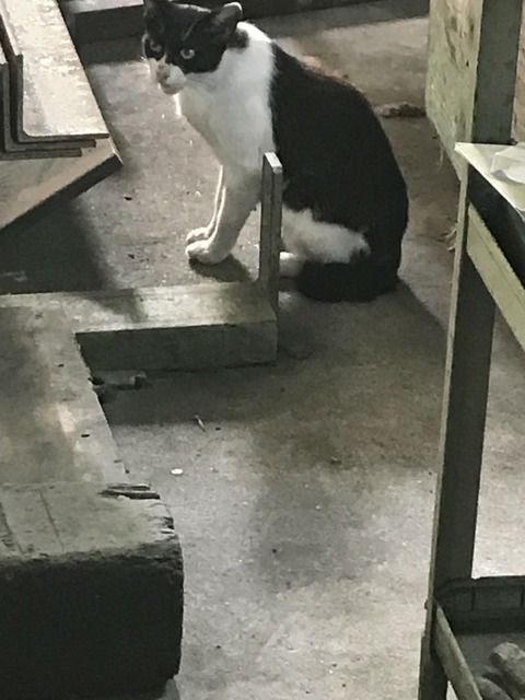 【画像あり】 今日も工場に野良猫が来た