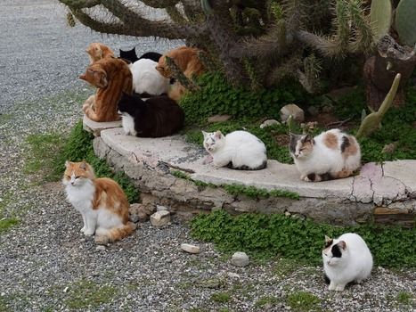 猫７匹と一緒に住むワエが朝起きたらやること一覧ｗｗｗ