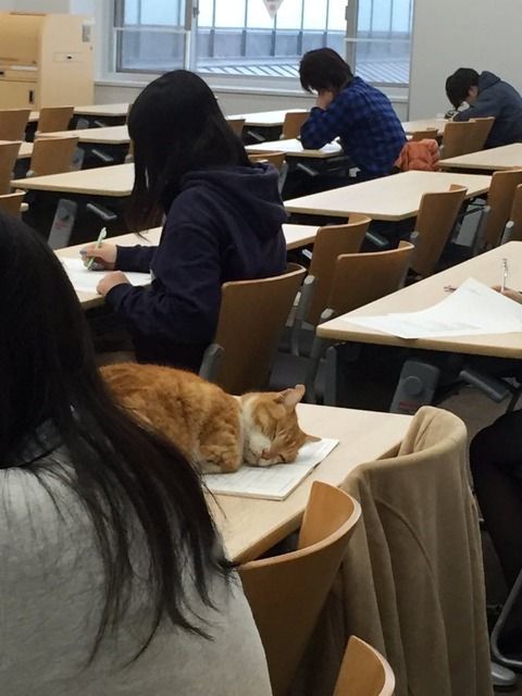 【悲報】猫さん、大学進学率0%