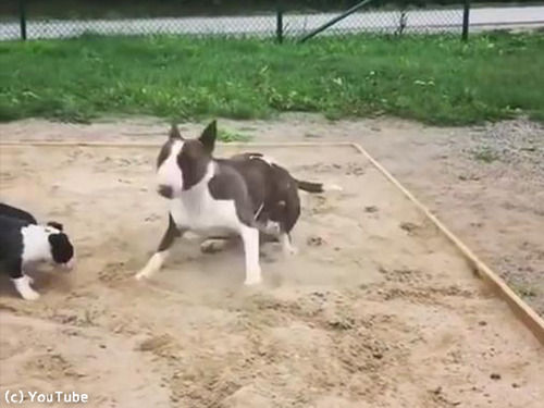 子犬そっちのけ…砂場で大興奮する親犬（動画）