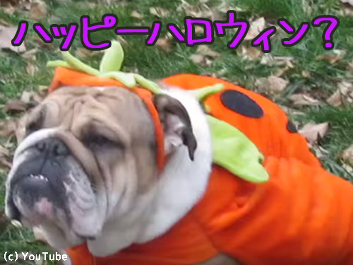 ブルドッグばかりのハロウィン仮装パーティーを開催すると…こんな感じ（動画）