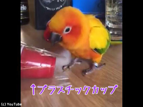 インコがこのコップをくわえた後…何するか予想できる？（動画）