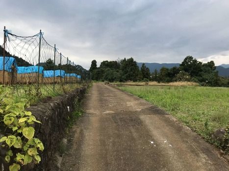 野生のキジを見つけた！！！ｗｗｗ（※画像あり）