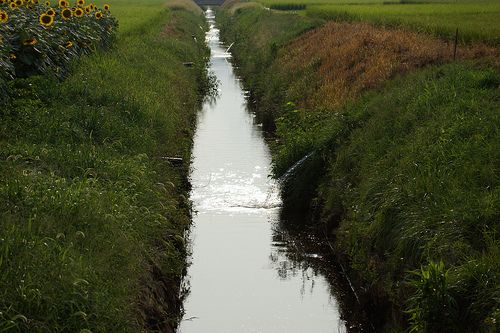 田舎の用水路で採れる生き物って・・・