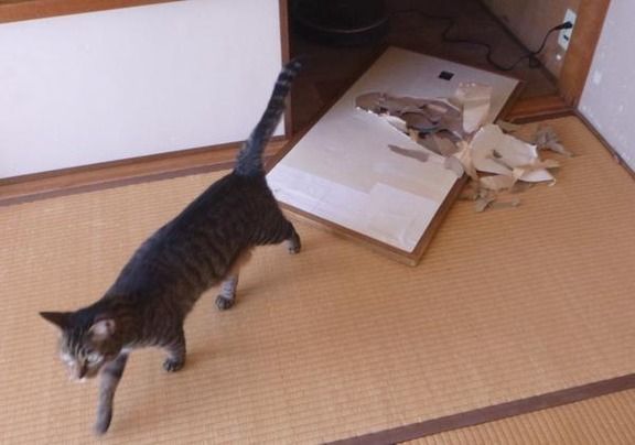 ガチでネコ飼ってる奴にしかわからないことwwwwwwwwwwwwwww