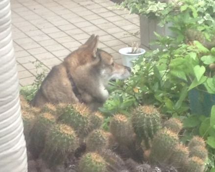 【画像】家の前でデカい犬がずっと吠えたり鳴いたりしてる助けてｗｗｗ