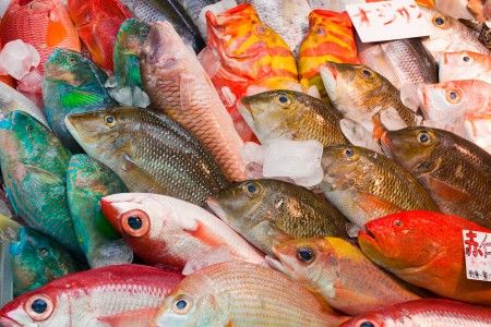 【画像あり】沖縄で食べられてる魚の殆どがカラフルな熱帯魚ｗｗｗｗｗｗｗｗ