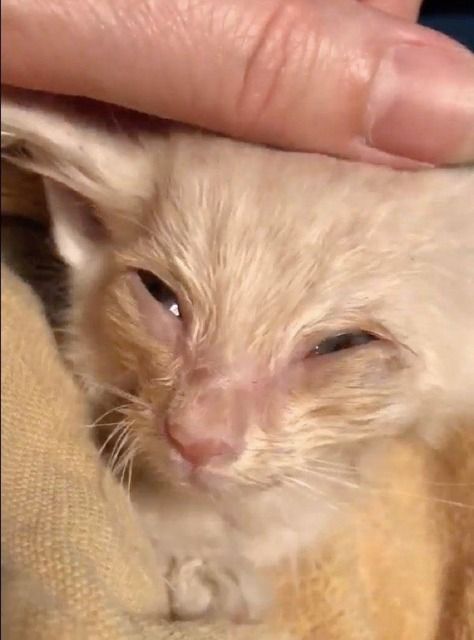 【画像&動画】 体重0.5ポンドしかなかった子猫のモーちゃん、先輩猫さんの祝福を受けて元気に成長中