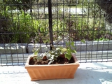 つた植物