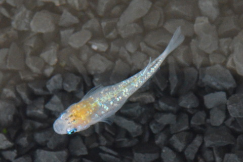 CSC_0142