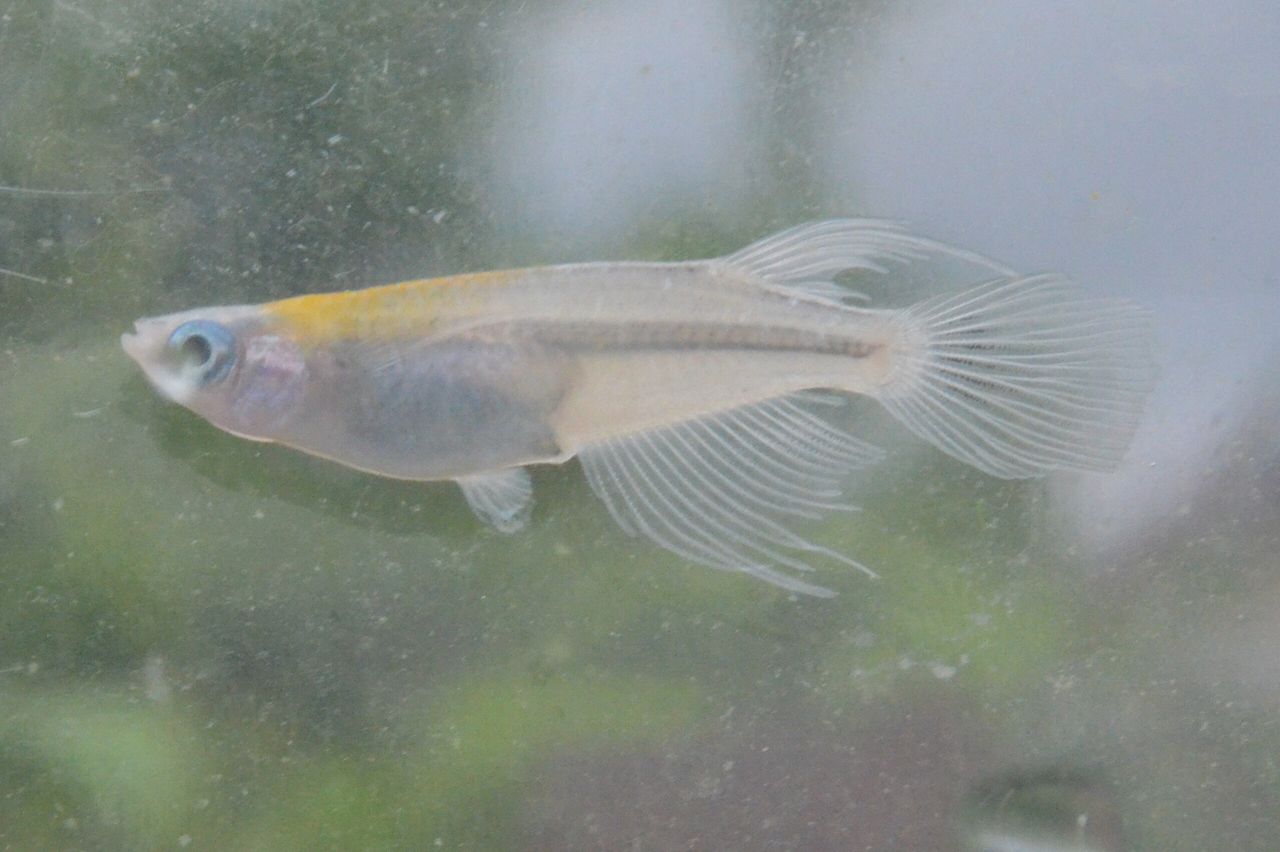 遊びに来られました メダカ交流会のblog