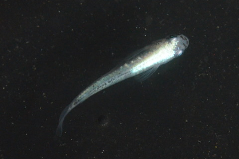 CSC_0091