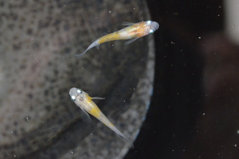 CSC_0031