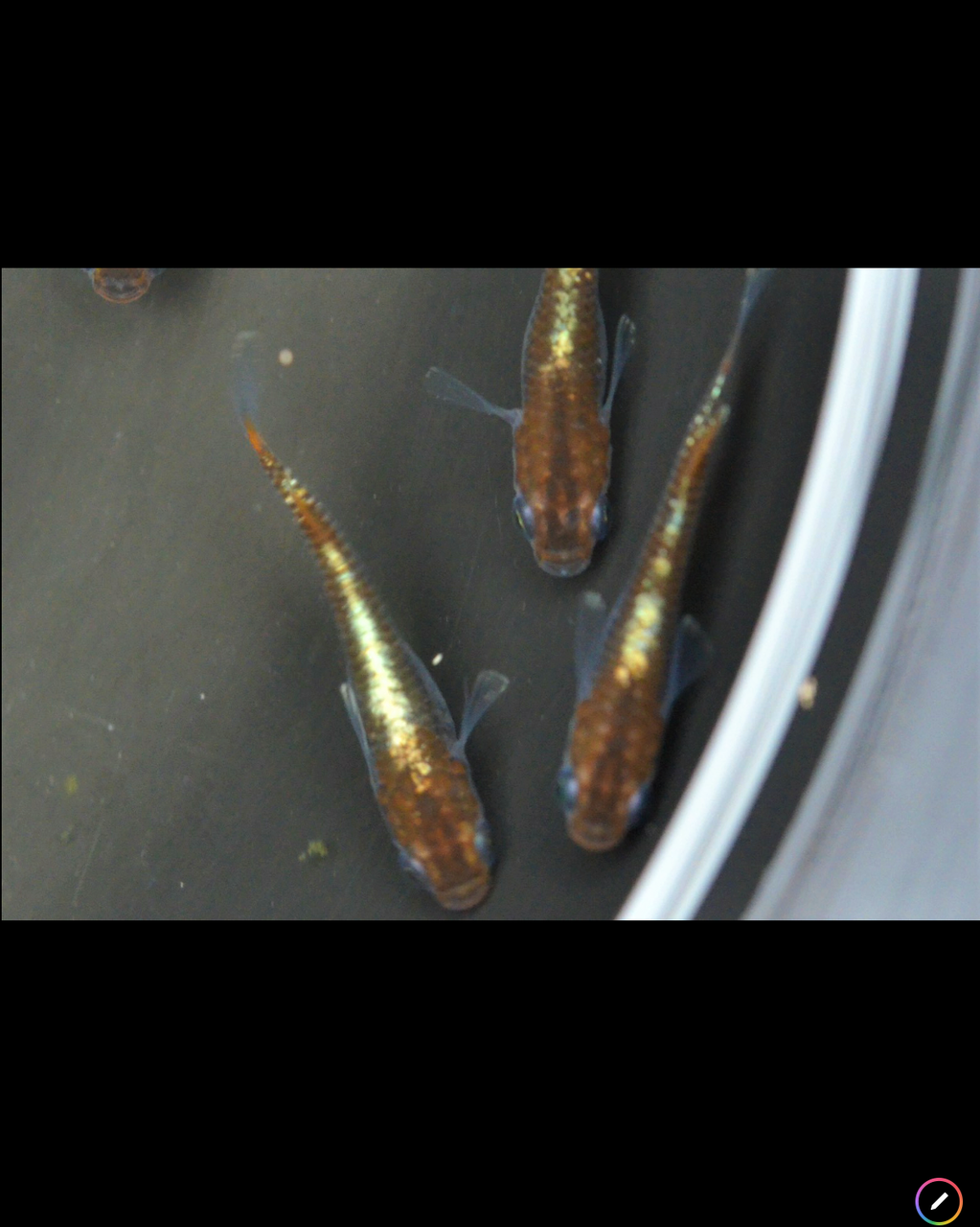 めだか交流会ｉｎ愛媛 倉敷支部展示会報告 メダカ交流会のblog