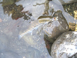 090408amago2