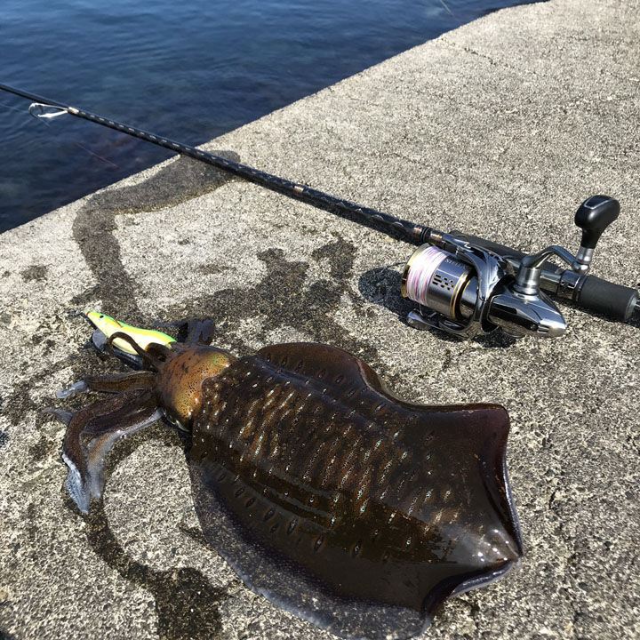 Cross Road 夏イカ 秋イカ Livedoor Blog ブログ Cross Road 夏イカ 秋イカ Livedoor Blog ブログ