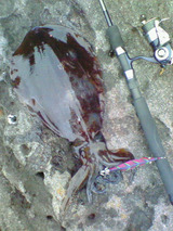 takaP-1