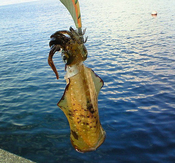 201001261515001