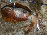 080609HIRA
