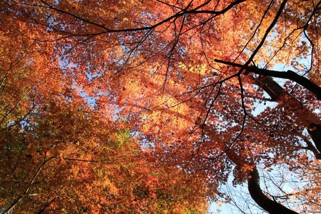 EOS70Dを買って1年経ったところで紅葉の写真などu2026 : EOS70Dに遊ばれて 