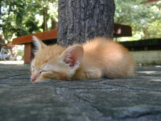 宇宙戦艦ニャマト 吾輩は猫かもしれない 小説家ノふまじめ日記 佐藤信豪