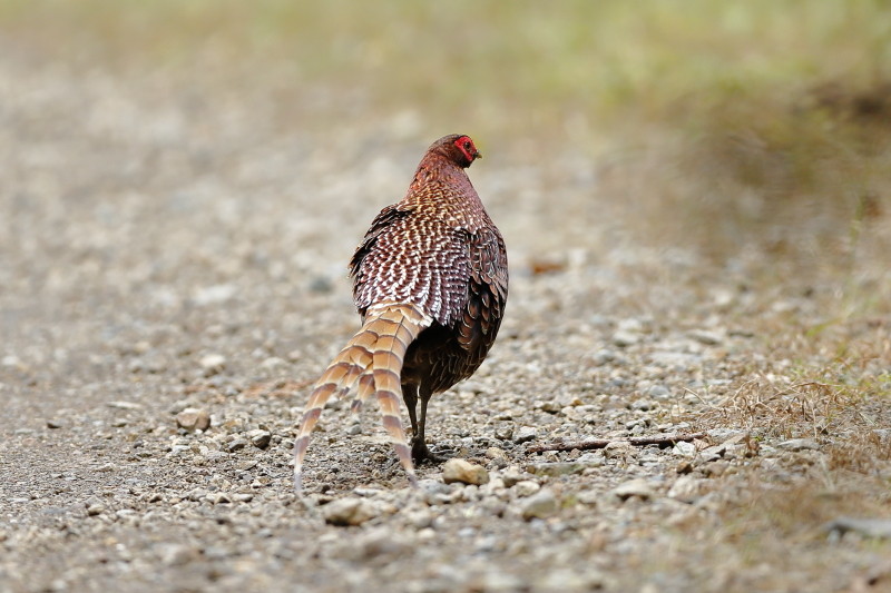 抜き足 差し足 忍び足 ならぬ最徐行 いないいないバード 鳥