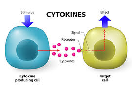 cytokine2
