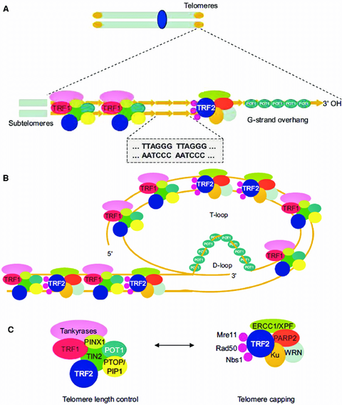 telomere structure