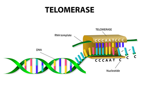 telomerase