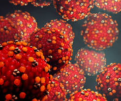 measles virus 2