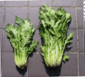 Brassica nipponica (Potherb Mustard)