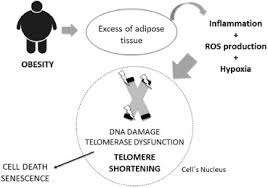 telomere shortning