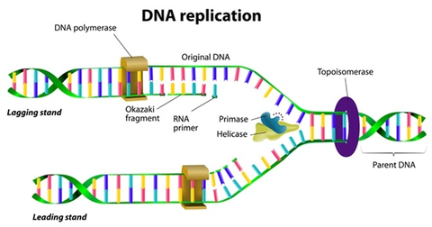 DNA replication