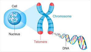 What is telomere