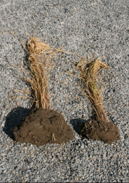 Oryza sativa L. (Rise)