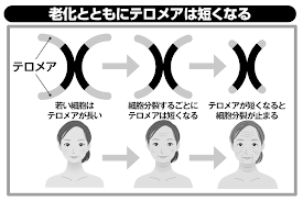 老化とともにテロメアは短くなる