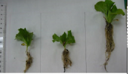 Lactuca sativa Paruke (Lettuce)