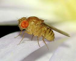 Drosophila
