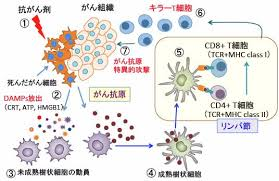 Killer T cellが癌細胞を攻撃