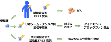 TP53 activation