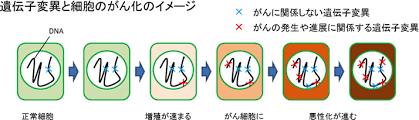 遺伝子変異と細胞の癌化のイメージ