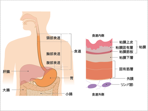 食道