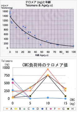 Increase of telomere
