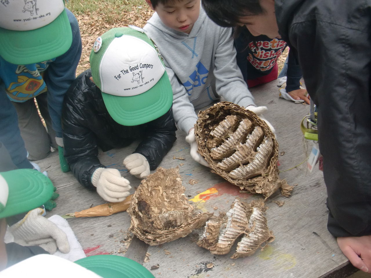 サタデーキッズ スズメバチの巣みつけた 子どもキャンプ報告
