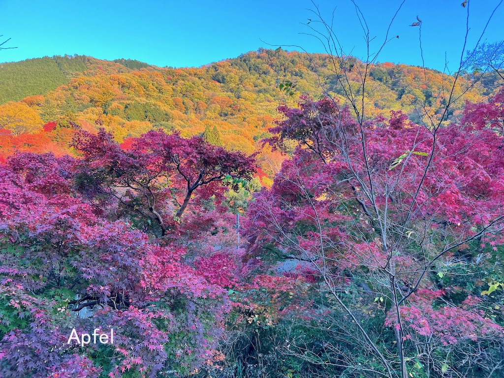 京都 八瀬比叡の紅葉 🍁 : スイスの街角から