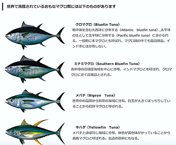 スクリーンショット 2019-02-26 6.50.38