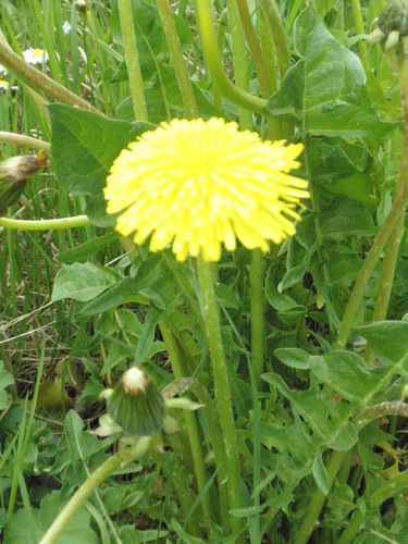 P4278693